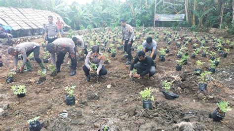 Dukung Ketahanan Pangan Satlantas Polres Aceh Besar Tanam Ubi Kayu Di