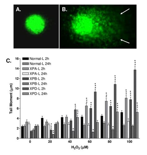 Single Cell Gel Electrophoresis SYBR Green Stained A Comet Showing