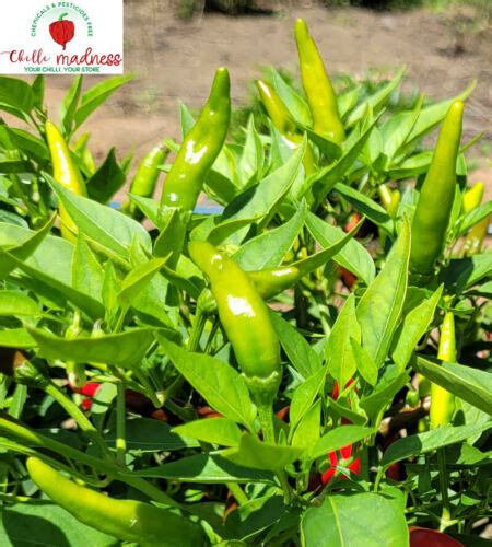Chilli Indian Deadly Green Long Hot Spicy Pepper Grown In Australia Seeds Chilli Madness