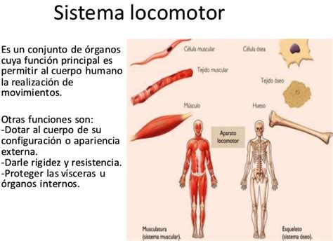 Partes Del Aparato Locomotor Sexiz Pix