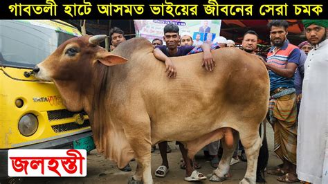 গাবতলী হাট কাঁপাচ্ছে আসমত ভাইয়ের বড় গরু জলহস্তী।গাবতলী হাটের সেরা গরু