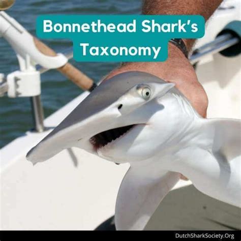 Bonnethead Shark Info Guide - Dutch Shark Society