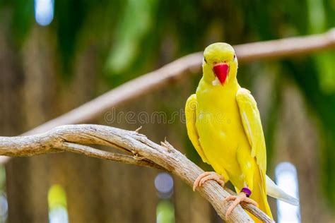 Periquito Amarelo De Ringnecked Krameri Do Psittacula Imagem De