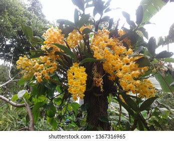 51 Meghalaya Orchids Images, Stock Photos, and Vectors | Shutterstock