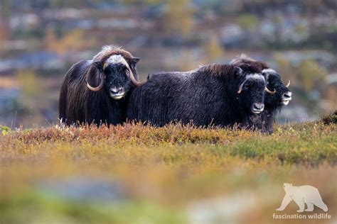 Wild Norway - Fascination Wildlife