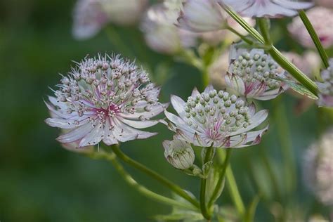 blume seeds plant  photo  pixabay