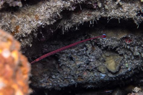 Many Banded Pipefish Facts And Photographs • Seaunseen