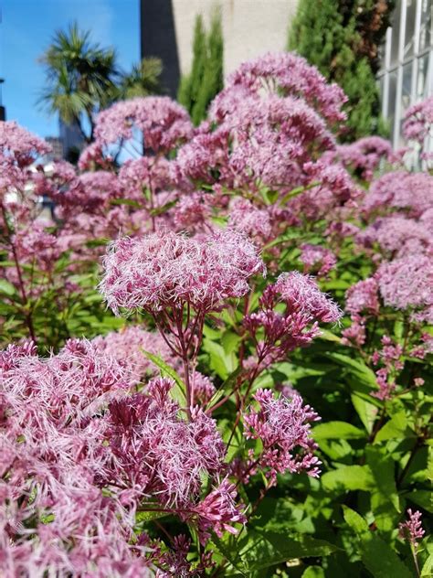 Sadziec Purpurowy Eupatorium Atropurpureum Oficjalne