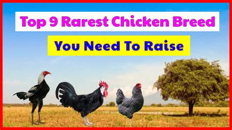 Top 9 The Rarest Chicken Breed How Rare Are They