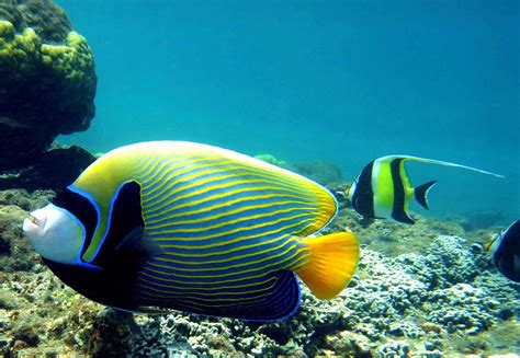 Pomacanthus Imperator Poisson Ange Empereur Emperor Angelf Flickr