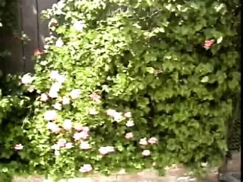 Stunning Blonde Ho With Great Tits Sucks Cock Before Nice Hard Anal Fucking XHamster