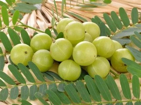 A Grade Fresh Amla Packaging Size Kg Packaging Type Gunny Bag At