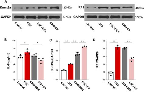 A Expression Of Dnmt3a And IRF1 Proteins In RPMI 2650 Cells Of Each