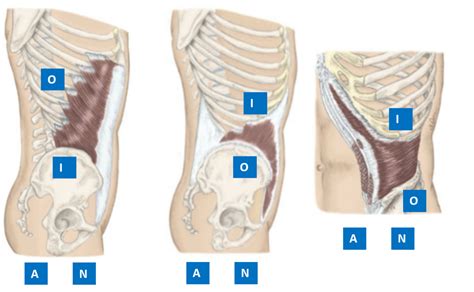 PHT1103 Anatomy AOIN External Internal Oblique Transverse