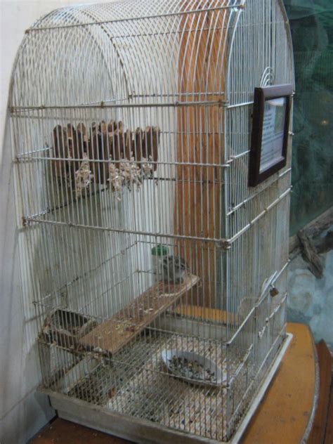 Siberian chipmunk (Tamias sibiricus) in a bird cage | ZooChat