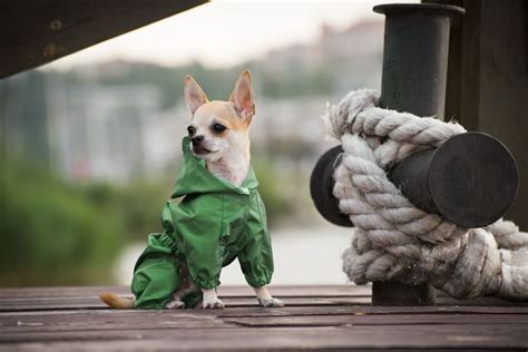 Quel est le petit chien le plus câlin Les races les plus affectueuses