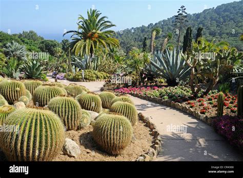 botanical garden jardi botanic mar  murtra marimurtra blanes costa