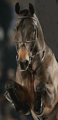 34 Steeplechase Horses ideas | steeplechase, horses, horse racing