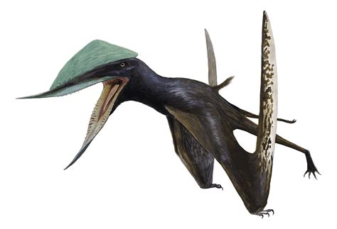 Pteros On Twitter New Pterosaur Chinas Newest Pterosaur Discovery