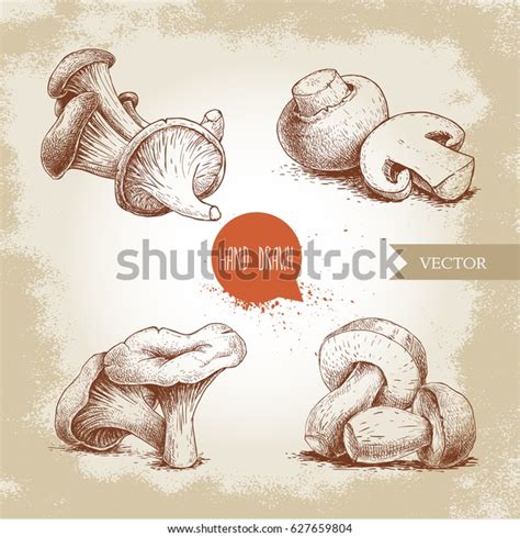 Hand Drawn Sketch Style Mushrooms Compositions Stock Vector Royalty