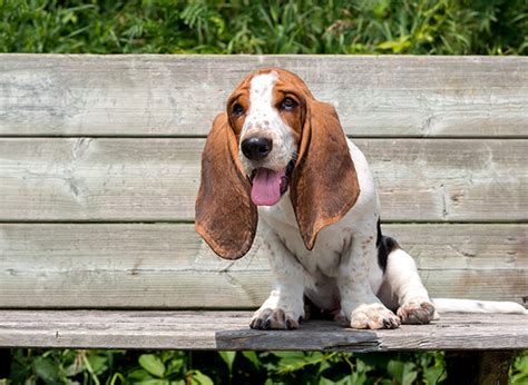 Raça De Cachorro Bassê - Cachorro Basset Hound - Informações sobre a Raça e Filhotes