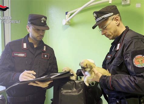 Operazione Puppies Traffico Di Cuccioli DallEst Europa Sequestro E