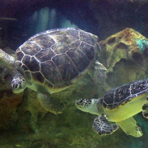 Oggi è il World Turtle Day Un viaggio nel mondo delle tartarughe e una