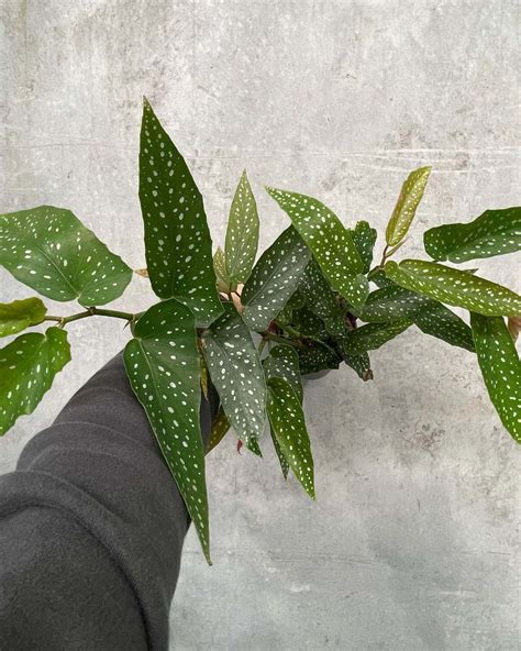 Begonia Maculata Polka Dot Gippsland Indoor Plants