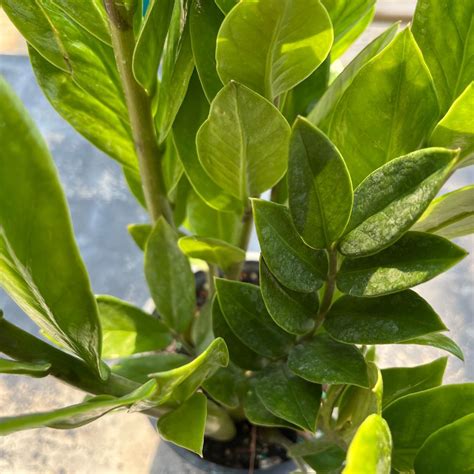 Zamioculcas Zamifolia Zz Plante Les Jardins Gourmands Lanaudi Re