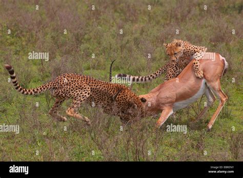 Leopard Vs Cheetah Fight