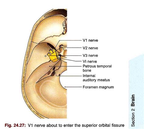 Bd Chaurasias Human Anatomy Volume Head Neck And Bra Flickr