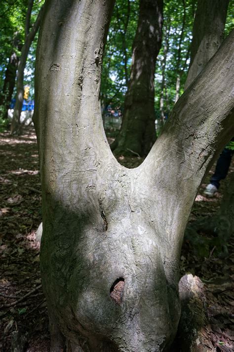 Free Images Nature Branch Leaf Flower Trunk Wildlife Green