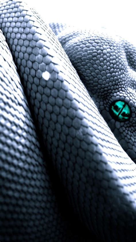 Snake iPhone Wallpaper