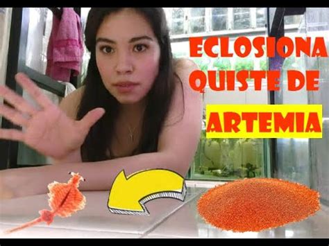 Eclosionando Quiste De ARTEMIA YouTube