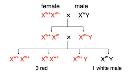 Ch Sex Determination And Sex Linked Characteristics Flashcards Quizlet