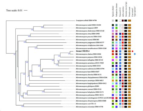 Phylogenomic Tree Of Strain CMU55 4 And Their Closely Related Type