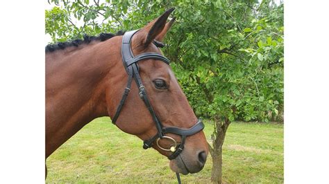 Best Anatomical Bridles For All Budgets Horse And Hound