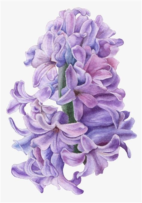 Hand Drawn Hyacinth Flower Png Transparent Hyacinth Illustration