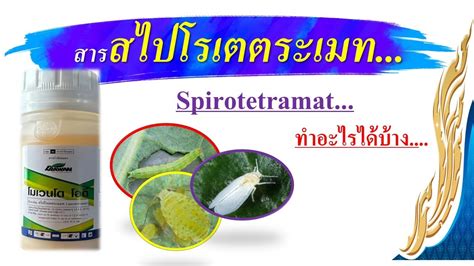 สารสไปโรเตตระเมท Spirotetramat เกงแมลงปากดด กลม 23 YouTube