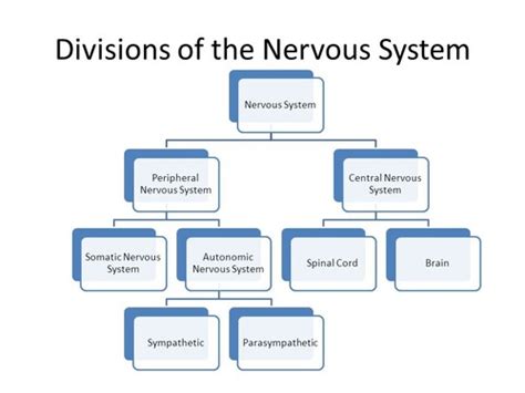 Divisions Of The Nervous System Flashcards Quizlet