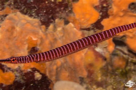 Many Banded Pipefish Facts and Photographs | Seaunseen