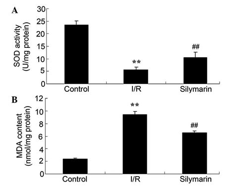 Modulatory Effect Of Silymarin On Pulmonary Vascular Dysfunction