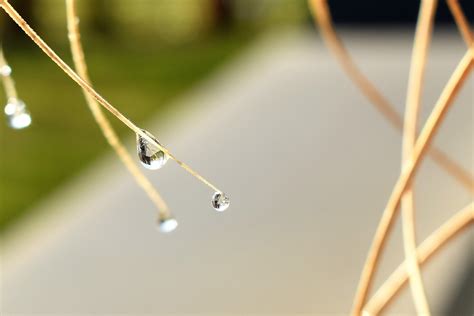 Kostenlose Foto Wasser Gras Ast Tau Licht Pflanze Fotografie