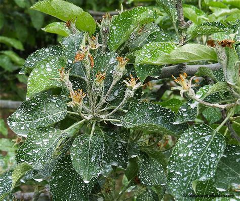 Growing apples organically - Susan's in the Garden