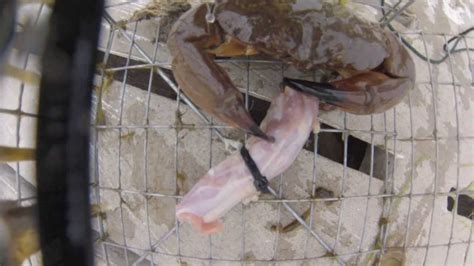 Catching Stone Crab In Sneads Ferry Youtube