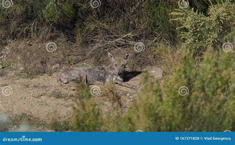 Coyote with Mange stock photo. Image of vgphotoz, animal - 167371828