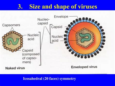 PPT BIODIVERSITY I BIOL 1051 What Are Viruses PowerPoint