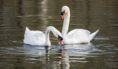 Dos Cisnes Que Nadan Blancos En El Lago Foto De Archivo Imagen De