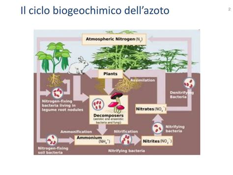 Ppt Il Processo Anammox Di Rimozione Dellazoto Powerpoint