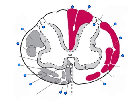 Ascending and Descending spinal pathways Quiz